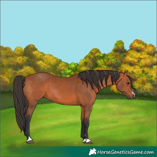 Horse Color:Bay 