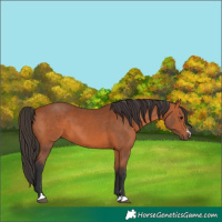 Horse Color:Bay 