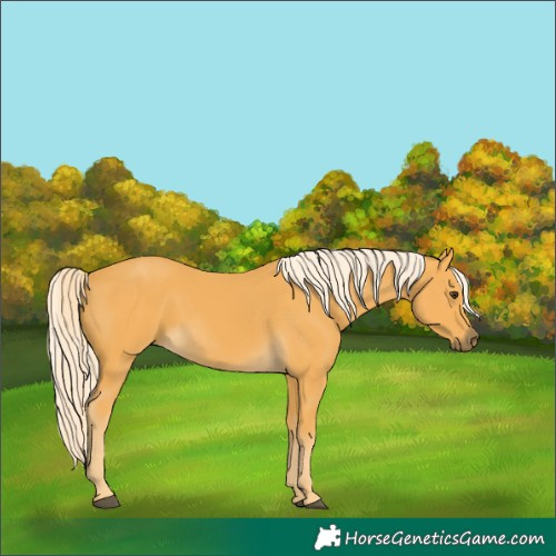 Horse Color:Palomino