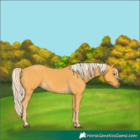Horse Color:Palomino 