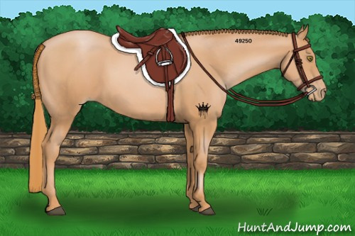 Horse Color:Chestnut Pearl Sabino