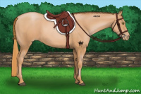 Horse Color:Chestnut Pearl Sabino 