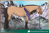 Horse Color:Bay Dun 