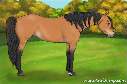 Horse Color:Bay 