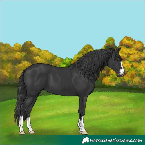 Horse Color:Black 