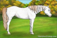 Horse Color:Gold Champagne Ice Pearl Sabino Appaloosa Rabicano