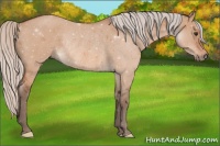 Horse Color:Silver Brown Dun Rabicano