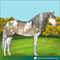 Horse Color:White Spotted Silver Buckskin Dun Splash 