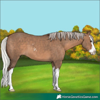 Horse Color:Silver Brown Dun Sabino Splash 