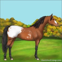 Horse Color:Bay Snowcap 