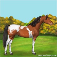 Horse Color:Bay Tobiano Snowcap 