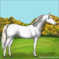 Horse Color:Palomino Splash Appaloosa 