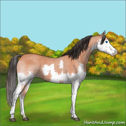 Horse Color:Bay Roan Splash Rabicano 