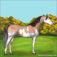 Horse Color:Bay Roan Splash Rabicano 