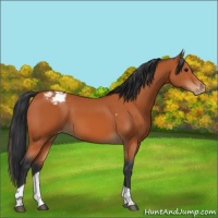 Horse Color:Bay Tobiano Varnish 