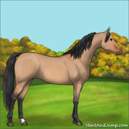 Horse Color:Bay Roan Dun
