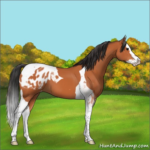 Horse Color:Bay Splash Tobiano Appaloosa 