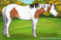 Horse Color:Bay Splash Tobiano Appaloosa 