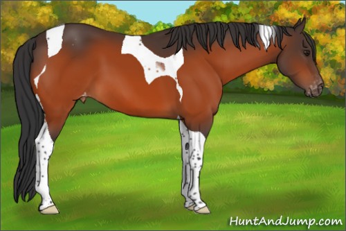 Horse Color:Brown Tobiano Varnish 