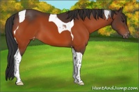 Horse Color:Brown Tobiano Varnish 