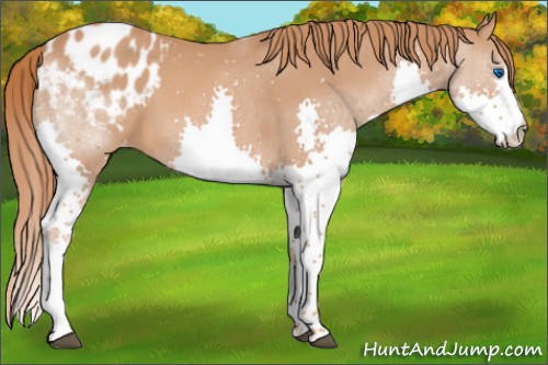 Horse Color:Chestnut Splash Appaloosa 