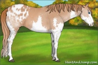 Horse Color:Chestnut Splash Appaloosa 