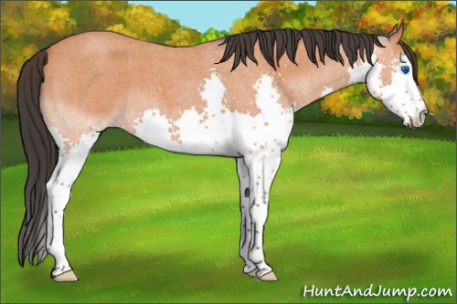 Horse Color:Bay Roan Splash