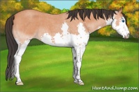 Horse Color:Bay Roan Splash 
