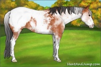 Horse Color:White Spotted Bay Appaloosa