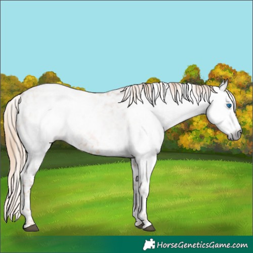 Horse Color:Gray Chestnut Splash Tobiano Snowflake Varnish 