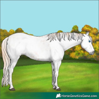 Horse Color:Gray Chestnut Splash Tobiano Snowflake Varnish 