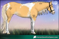 Horse Color:Palomino Tobiano 