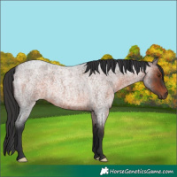 Horse Color:Brown Roan 