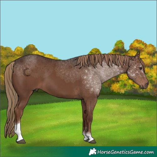 Horse Color:Liver Chestnut Tobiano