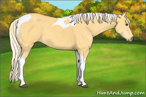 Horse Color:Palomino Tobiano 