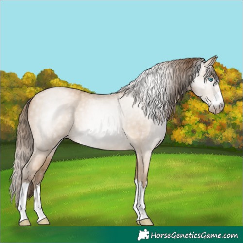 Horse Color:Gray Buckskin Pearl
