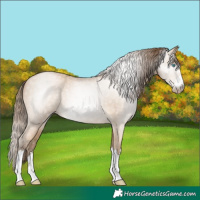 Horse Color:Gray Buckskin Pearl 
