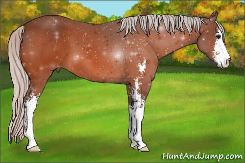 Horse Color:Silver Bay Sabino 