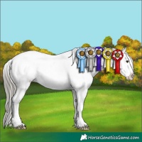 Horse Color:White Spotted Liver Chestnut Mushroom Snowflake Varnish