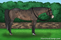 Horse Color:Brown Dun Splash Brindle