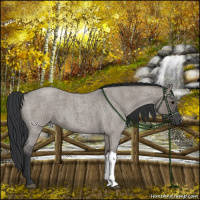 Horse Color:Grullo Roan 