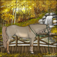 Horse Color:Chocolate Palomino Dun 