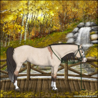 Horse Color:Bay Roan Dun Splash