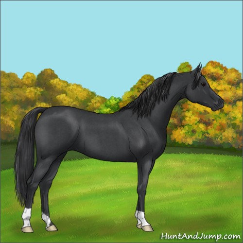 Horse Color:Blue Roan 