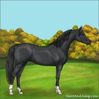 Horse Color:Blue Roan 