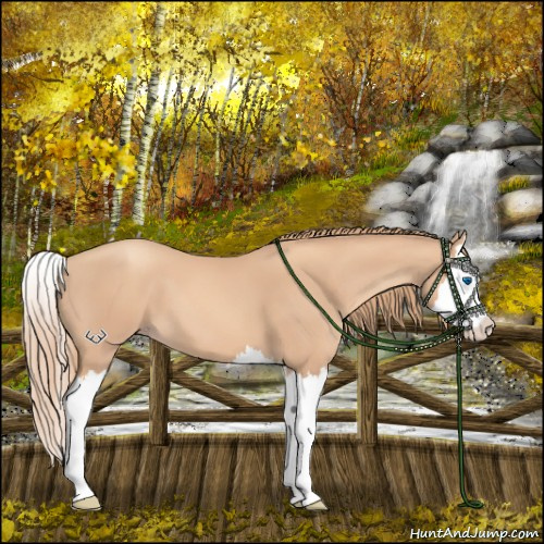 Horse Color:Gold Champagne Splash 