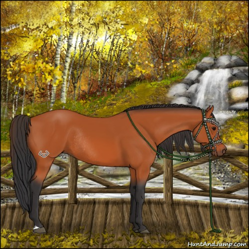 Horse Color:Bay Rabicano 