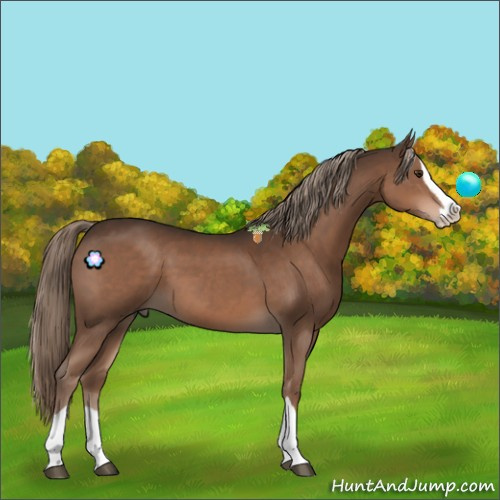 Horse Color:Liver Chestnut Splash 