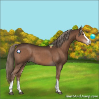 Horse Color:Liver Chestnut Splash 