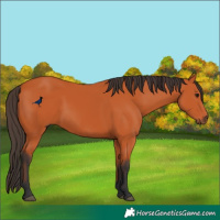 Horse Color:Bay Rabicano